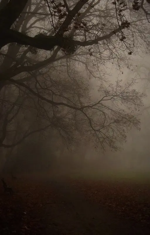 Forêt d’automne-Je l’ai attendue