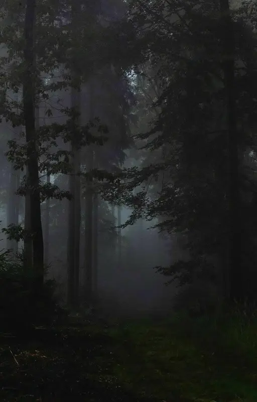 Forêt d’automne