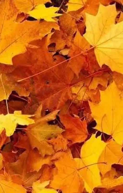 Autumn Forest