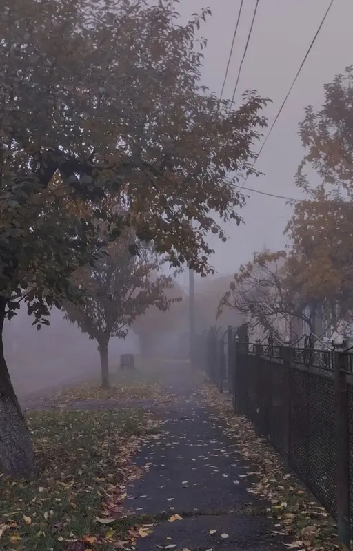 Là où les feuilles nous réunissent (thème forêt d'automne)