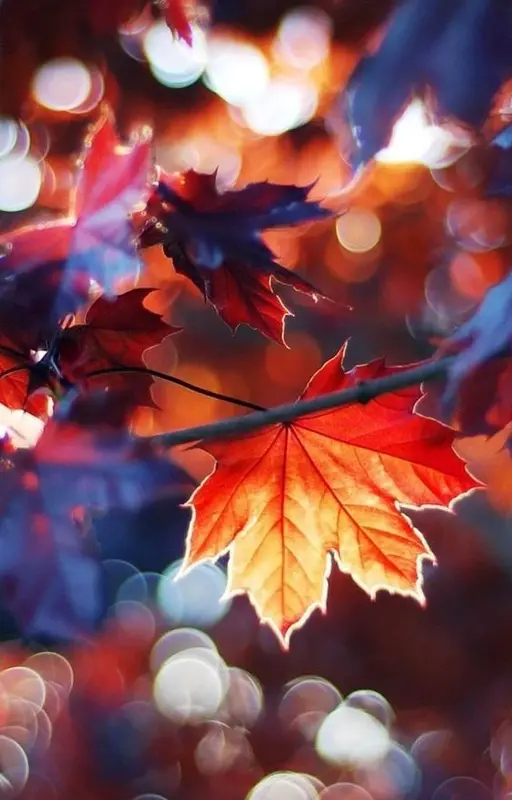 Forêt d’automne - acrostiche