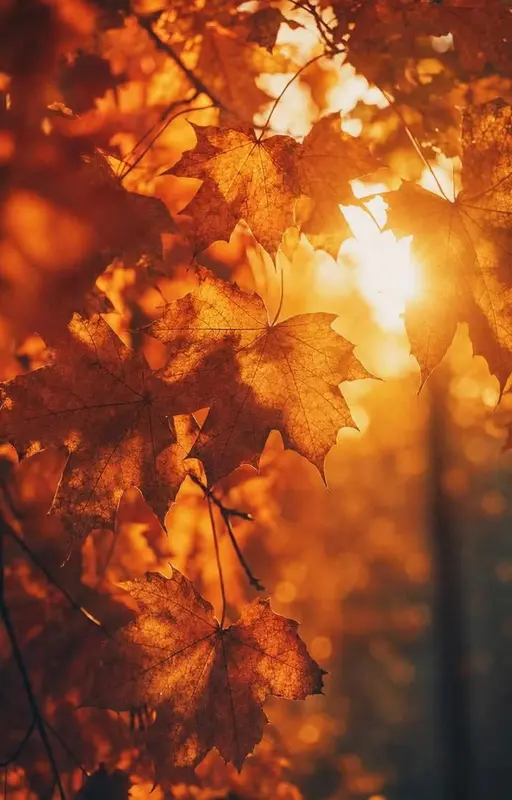 Forêt d’automne