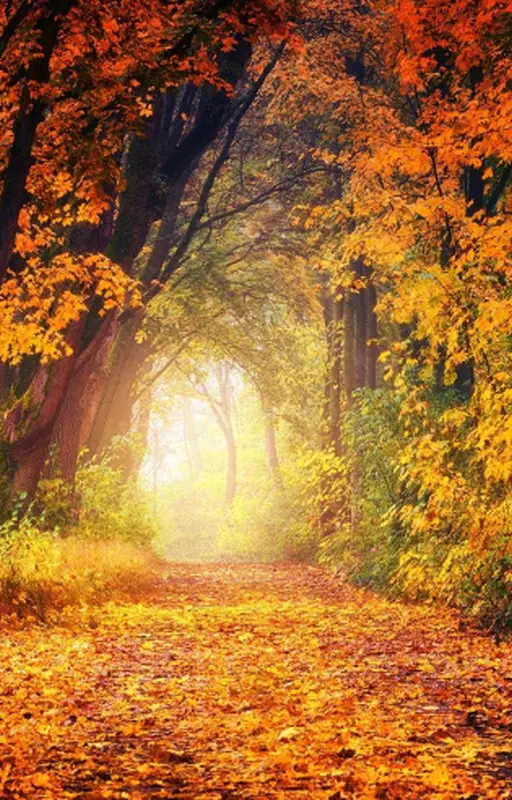 Forêt d’automne