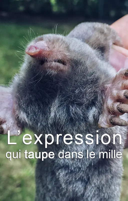 Taupe dans le mille