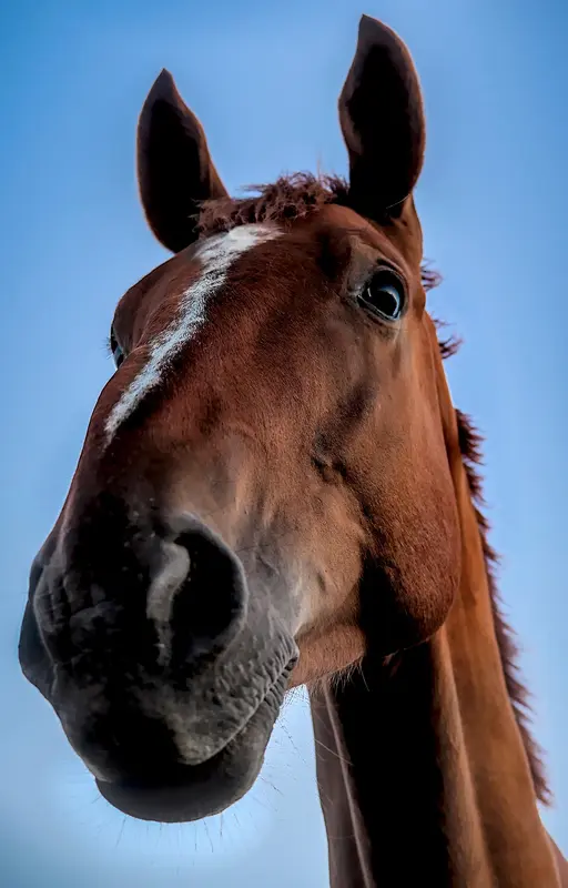 Que serait Unbound Hearts sans ses chevaux ?